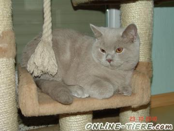 Biete Britisch Kurzhaar Kater