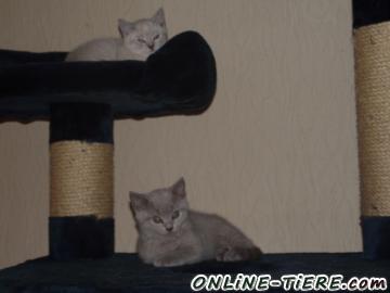 Biete Britisch Kurzhaar u. Kart&auml;user