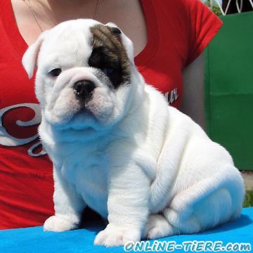 Biete Bulldogge