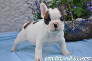 Biete Bulldogge