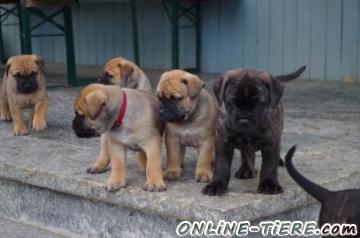 Biete Bullmastiff