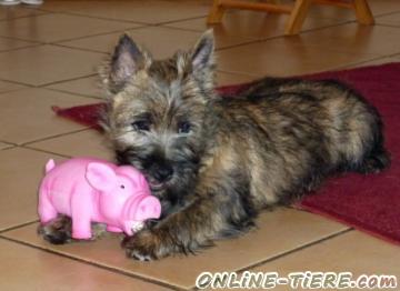 Biete Cairn Terrier