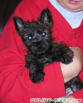 Biete Cairn Terrier