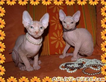 Biete Canadian Sphynx