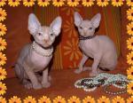 Biete Canadian Sphynx