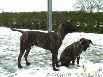 Biete Cane Corso, Mastiff