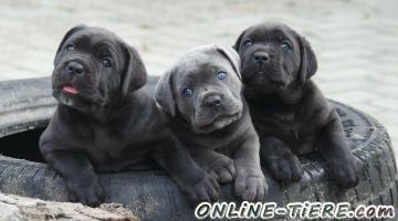 Biete Cane Corso