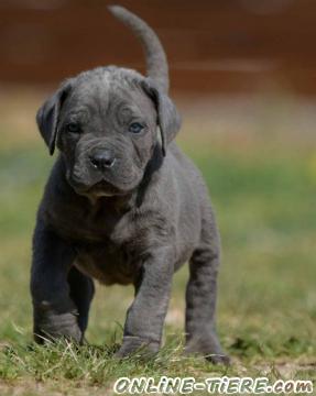 Biete Cane Corso