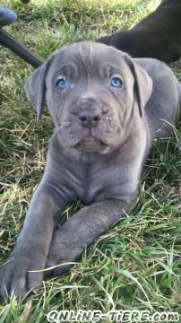 Biete Cane Corso