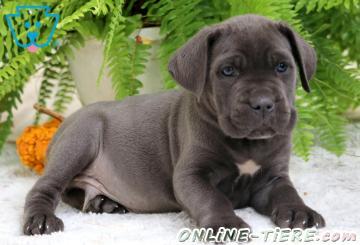 Biete Cane Corso
