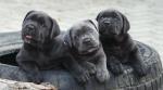 Biete Cane Corso