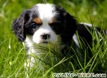 Biete Cavalier King Charles Spaniel Welpen und
