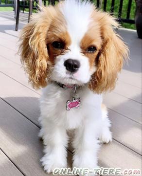 Biete Cavalier King Charles Spaniel Welpen