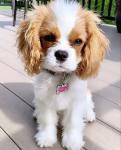 Biete Cavalier King Charles Spaniel Welpen