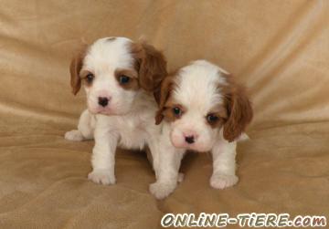 Biete Cavalier King Charles Spaniel