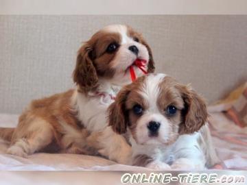 Biete Cavalier-King-Charles Spaniel