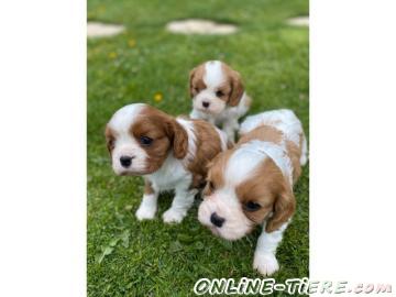 Biete Cavalier-King-Charles Spaniel