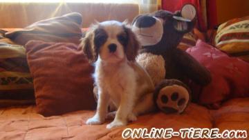 Biete Cavalier King Charles Spaniel