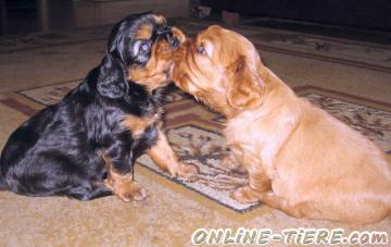 Biete Cavalier King Charles Spaniel