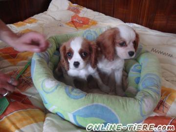 Biete Cavalier King Charles Spaniel