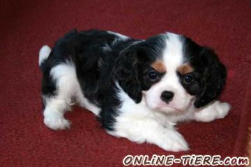 Biete Cavalier King Charles Spaniel