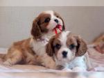 Biete Cavalier-King-Charles Spaniel