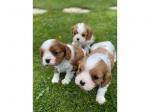 Biete Cavalier-King-Charles Spaniel