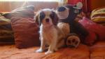 Biete Cavalier King Charles Spaniel