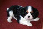 Biete Cavalier King Charles Spaniel