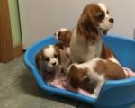 Biete Cavalier King Charles Welpen