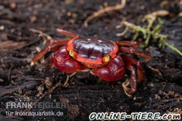 Biete Cham&auml;lion-Land-Krabbe