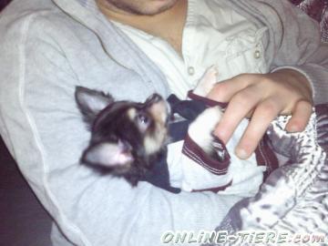 Biete Chihuaha