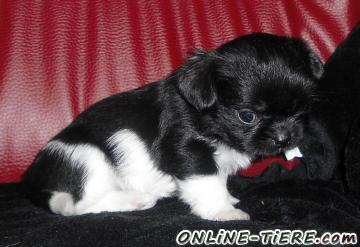 Biete Chihuahua - Shih Tzu