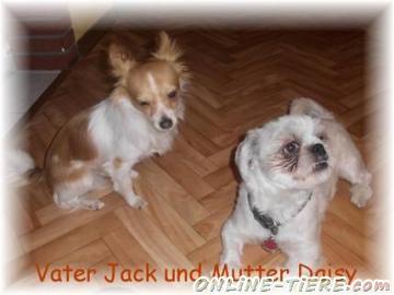 Biete Chihuahua,  Shih Tzu, Chi Shi´s