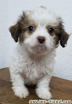 Biete Chihuahua, Bichon Frise