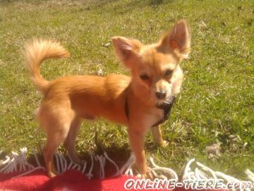 Biete Chihuahua, Deckrüde