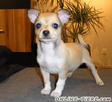Biete Chihuahua, Mops