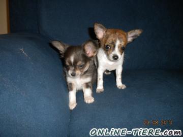 Biete Chihuahua Welpen