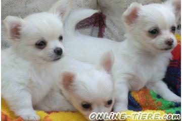 Biete Chihuahua welpen