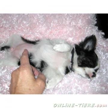 Biete Chihuahua