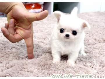 Biete Chihuahua