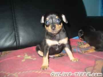 Biete Chihuahua