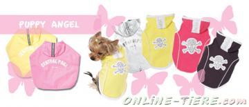 Biete Chihuahua