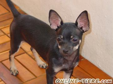 Biete Chihuahua