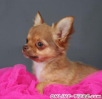 Biete Chihuahua