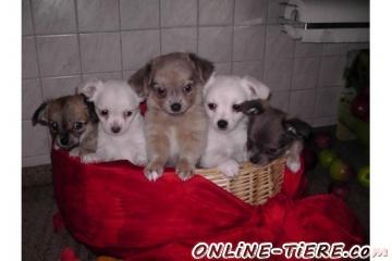 Biete Chihuahua