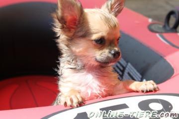 Biete Chihuahua