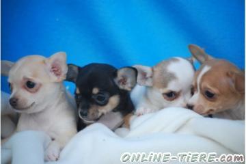 Biete Chihuahua