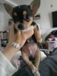 Biete Chihuahua