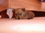 Biete Chihuahua